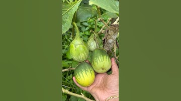 Today’s harvest Brinjal | Eggplant ಬದನೆ  #eggplant #harvest #farming #village #nature #shorts #viral