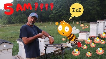 Moving A Five Frame Nuc Into A Ten Frame Deep Box  ( Aug 2020 )