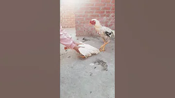 تزاوج الدجاج الحجازي 