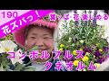 コンボルブルスクネオラム葉っぱと花と両方楽しむ寄せ植えプランツギャザリングでの使い方【花ズバっ】190旬の花とその使いかた紹介/花創人ガーデニング教室