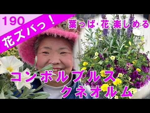オステオスペルマムサマーヒーロー寄せ植えギャザリングの作り方 花ズバっ 187旬の花とその使いかた紹介 花創人ガーデニング教室 Youtube