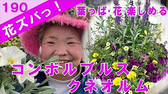 花ズバっ