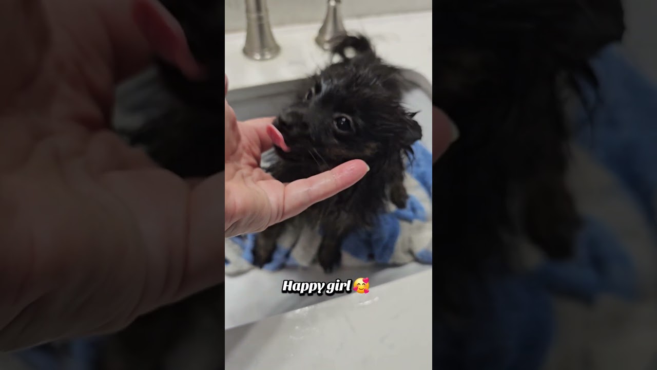 Bubble Bath Glow-Up! 🫧 Meet Our Fresh-Fluff Pomeranians