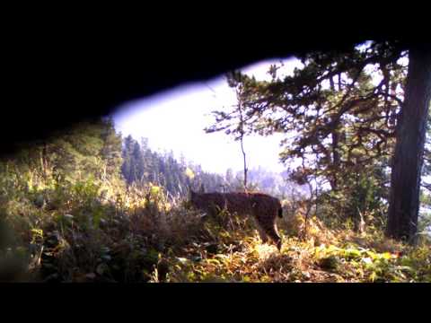 ფოცხვერი ბორჯომ-ხარაგაულის ეროვნულ პარკში | Borjomi-Kharagauli National Park