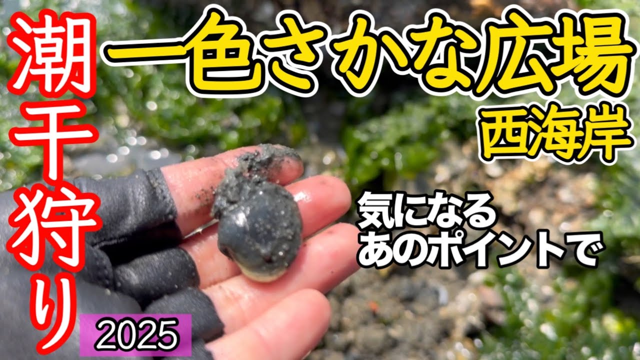 【潮干狩り】一色さかな広場のあのポイントどうなの？/2025.4.11