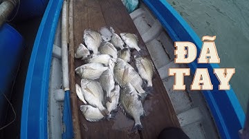 105/ Cá tráp ( hanh ) ở Vũng Tàu có quanh năm .Càng về chiều cá ăn càng mạnh/CÂU IKADA/IKADA Fishing