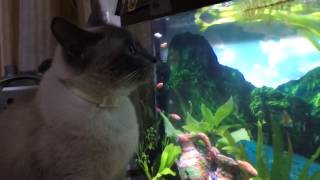 Мой аквариум и кот