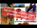 Los perros más grandes del mundo.Top 10.