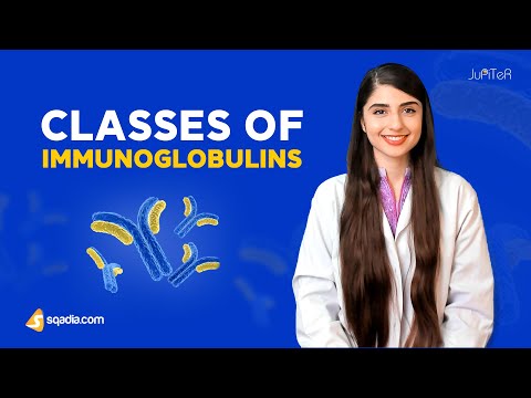 Classes of Immunoglobulins