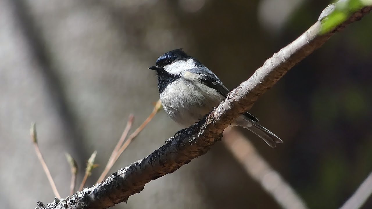木彫りの鳥 コガラとヒガラ