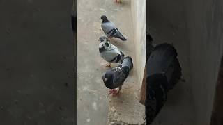 Easy Underground Pigeon Trap Using Paper And Can_ How To Make Bird Trap