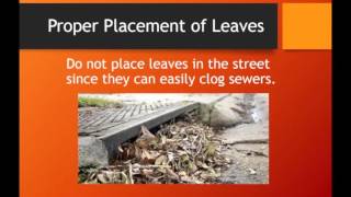 Leaf Collection in Geneva 2015