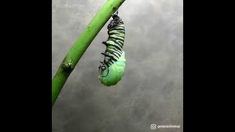 METAMORFOSIS KUPU KUPU