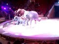 Слоны в цирке