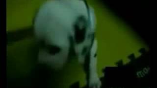 1987you had seen so love sleeping dog what