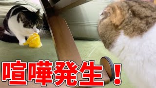 喧嘩発生生まれて初めて息子猫がパパ猫に怒りました…