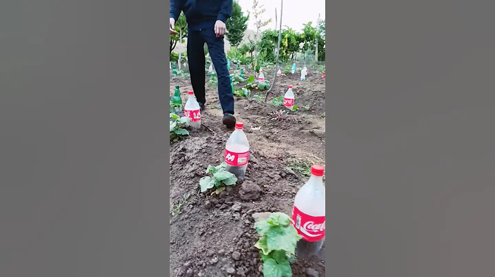 Simple drip irrigation system from plastic bottles for growing cucumbers #gardening #shorts
