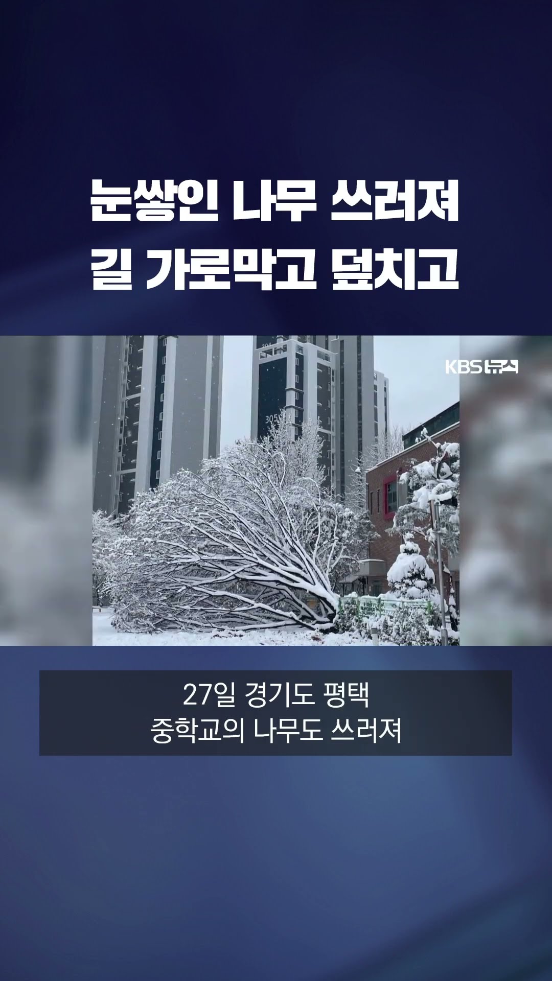 눈쌓인 나무 쓰러져 길 가로막고 덮치고 #shorts / KBS