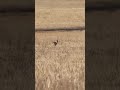 Взгляд охотника — конец для койота #загоннаяохота #hunting #весенняяохота