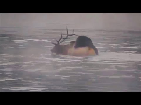 Grizzly Bear Hunting Bull Elk And Drowning It To Death In Frozen Water...!