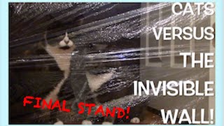 Cats Versus The Invisible Wall: THE WALL'S FINAL STAND!