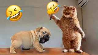 FUNNIEST CAT AND DOG VIDEOS 2023 😺🐶 #84 by AAZ Pets 1,485 views 4 months ago 11 minutes, 55 seconds