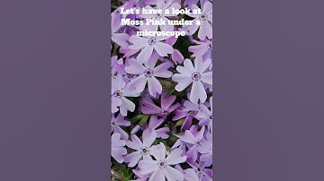 Have you ever seen such a beautiful flower under microscope? #education #science #nature