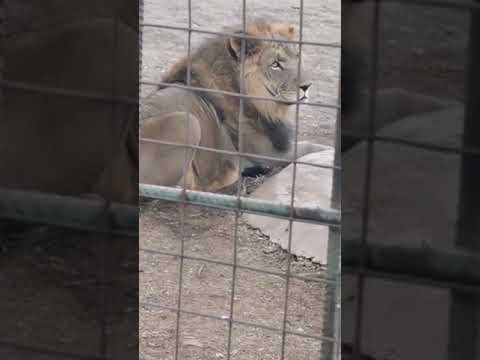 Up close and personal with Lions....KC Live 3 Aug