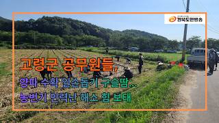고령군 공무원들, 양파 수확 일손돕기 구슬땀... 농번기 인력난 해소 힘 보태..