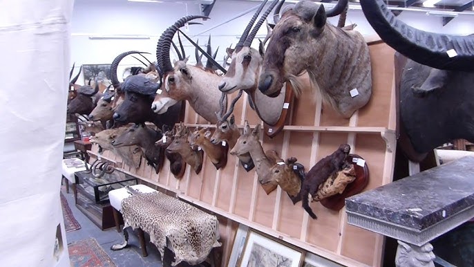 All the Tools you need for Taxidermy 