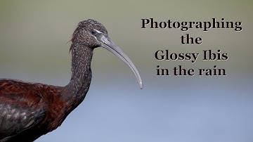 Glossy ibis with the OM 150-400mm and the OM1-mk2