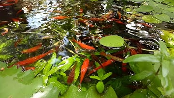 Nuôi cá hồ xi măng 82 - Cá hồng kim, cá bảy màu, cá trân châu, cá bình tích và cá mún