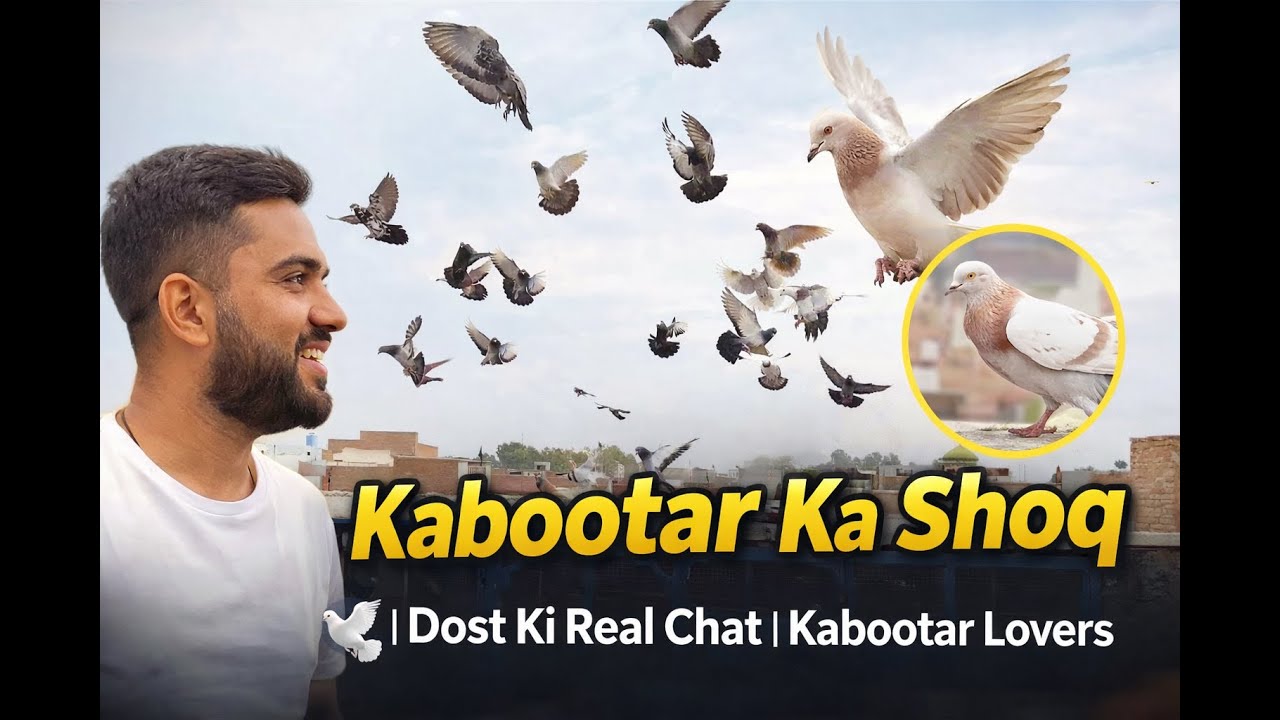 Kabootar Ka Shoq 😎 Dost Ki Real Chat – Rare Kabootar Lovers Dekho!