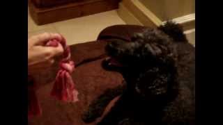 Dog Nation Hates Michael Vick