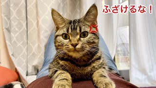 子猫が珍しくお腹の上に乗ってきたのでイタズラしたら怒って逃げられましたw
