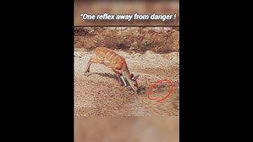 Deer rocked crocodile shocked!? #wildlife #animals #jungle #trending #crocodile #attack#viral #fyp