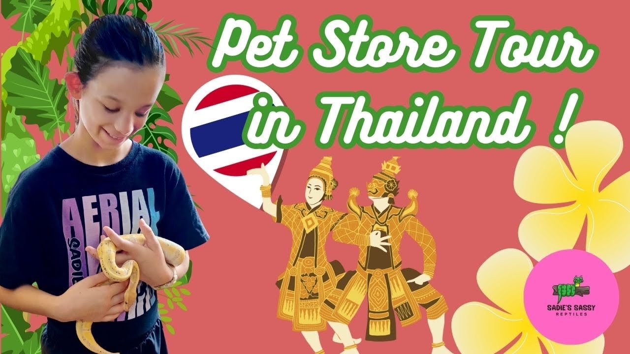 Pet Shop Tour In Thailand Bonus Snakes Temples Night Markets pet-shop-tour-in-thailand-bonus-snakes-temples-night-markets