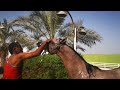 Horse Bath Time at Farm 🐎💦 | استحمام الحصان في المزرعة#ArabianHorse#HorseBath #HorseCare