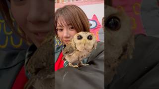 フクロウかわいい