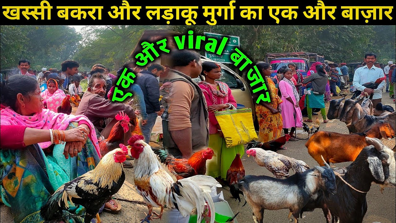 खस्सी बकरा और लड़ाकू मुर्गा का एक और वायरल बाज़ार | Ranchi's largest goat & fighting cock market