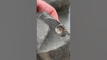 Breaking Open A Stone To Find A Tiny Fossil Surprise!🤔#shorts#fossilhunter