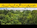 Wonders of amazon jungle  urduhindi
