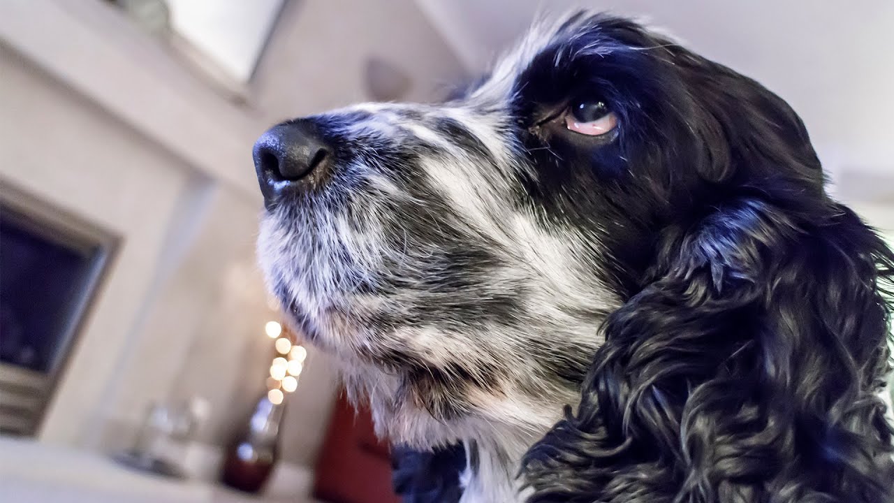 Dog Watching TV #74 