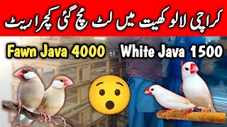 Fawn Java New Prices 2025 | White Java New Prices 2025 | Mini Zoo