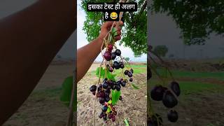 control of your dibetes and improve your health. The only fruits🍍🍎🍓🍇 जमुन #frameratex #funny