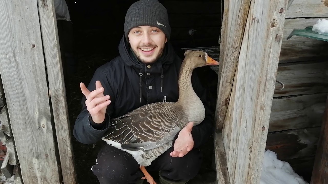 F30s излив frap. гусак 501kd. сколько гусак на гусака. гусак для стиральной машины. гусь гусак гусыня.