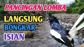 PANCINGAN KACER LOMBA! LANGSUNG BONGKAR ISIAN, DI JAMIN JUARA 