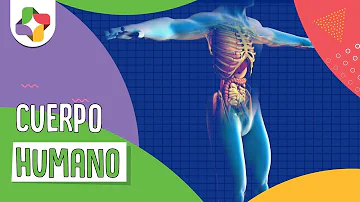 ¿Cuál es la única parte del cuerpo que no crece?