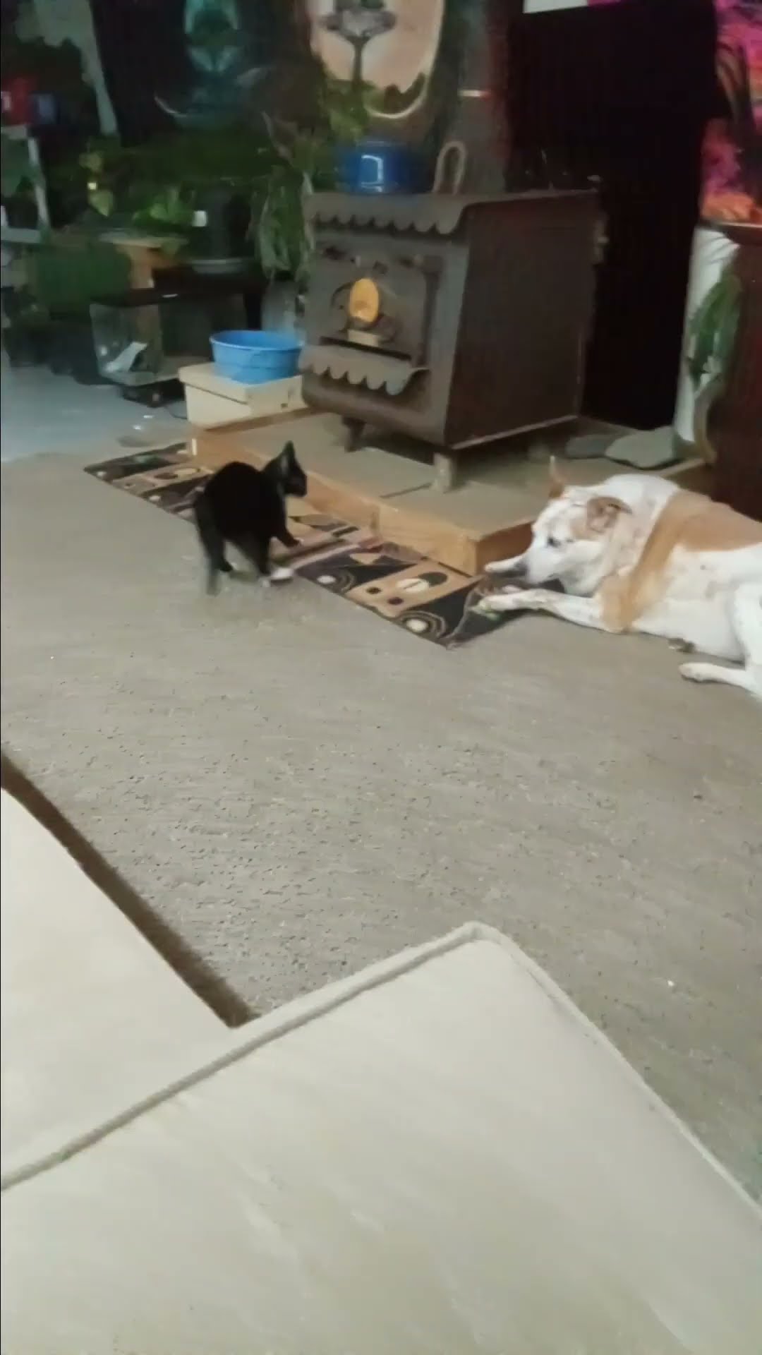 Kitten Bullies Dog Sibling With Paw Swipe || ViralHog