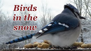 2024 Winter Solstice Special! 3 hours of beautiful birds in the snow - For cats and humans